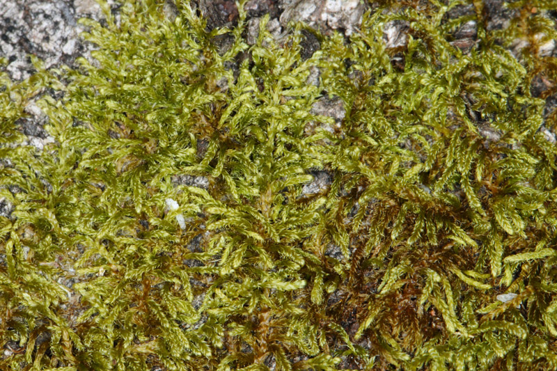 Hypnum cupressiforme var. cupressiforme